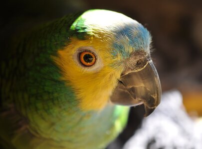 Ein farbenfroher Papagei mit grünem Gefieder und einem gelblichen Gesicht. Sein auffälliges, hellblaues Gefieder auf dem Kopf und das leuchtende Orange seines Auges sind gut sichtbar. Der Vogel sitzt in einer natürlichen Umgebung, die ihm Licht und Schatten bietet.