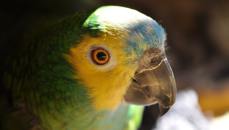 Ein farbenfroher Papagei mit grünem Gefieder und einem gelblichen Gesicht. Sein auffälliges, hellblaues Gefieder auf dem Kopf und das leuchtende Orange seines Auges sind gut sichtbar. Der Vogel sitzt in einer natürlichen Umgebung, die ihm Licht und Schatten bietet.