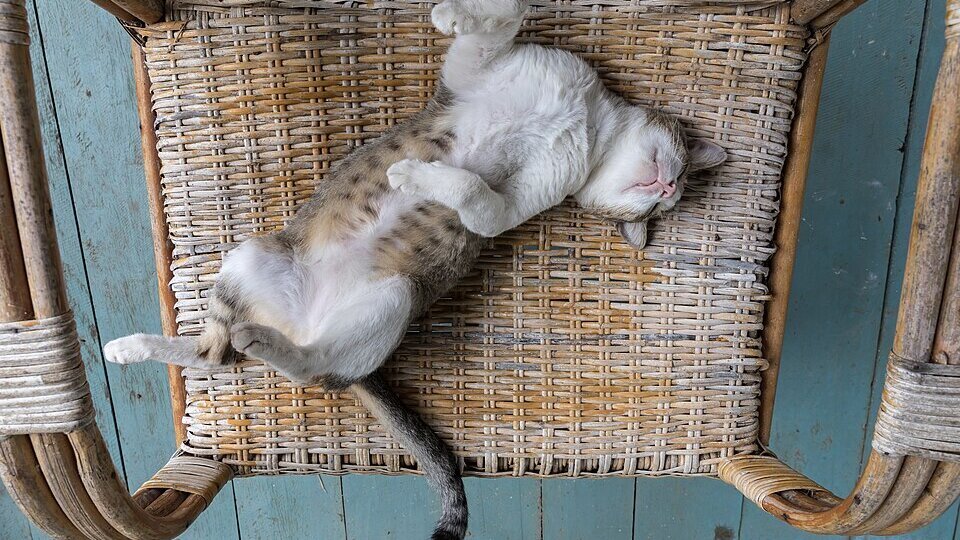 Eine grau-weiße Katze liegt entspannt auf dem Rücken, mit ausgebreiteten Beinen und einem ruhigen Gesichtsausdruck. Sie befindet sich auf einem geflochtenen Sitzplatz, umgeben von einem holzfarbenen Rahmen. Der Boden ist in einem sanften Blauton gehalten.