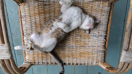 Eine grau-weiße Katze liegt entspannt auf dem Rücken, mit ausgebreiteten Beinen und einem ruhigen Gesichtsausdruck. Sie befindet sich auf einem geflochtenen Sitzplatz, umgeben von einem holzfarbenen Rahmen. Der Boden ist in einem sanften Blauton gehalten.