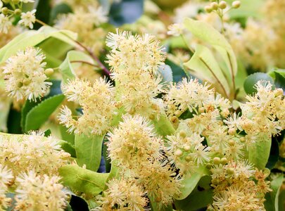 Ein Nahaufnahme von blühenden Lindenbäumen, die gelbe bis cremefarbene Blüten zeigen. Die Blüten sind dicht beieinander und umgeben von grünen Blättern. Die Szene vermittelt ein frisches und blühendes Gefühl, typisch für den Frühling oder Sommer.
