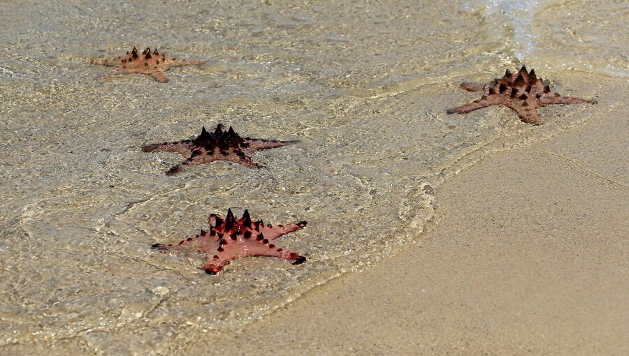 Vier Seesterne mit stacheligen Oberflächen liegen verstreut im flachen Wasser am Strand. Ihre Farben variieren von Rosa bis Rot. Der Sand ist leicht nass von den Wellen, die sanft gegen die Küste plätschern.