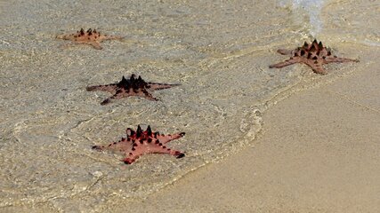 Vier Seesterne mit stacheligen Oberflächen liegen verstreut im flachen Wasser am Strand. Ihre Farben variieren von Rosa bis Rot. Der Sand ist leicht nass von den Wellen, die sanft gegen die Küste plätschern.
