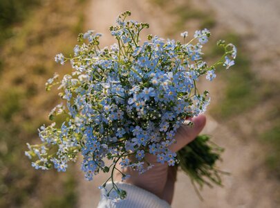 Ein Mensch hält einen Strauß von vergißmeinnicht Blumen in der Hand. Die kleinen, blauen Blüten sind dicht gepackt und blühen. Im Hintergrund ist ein verschwommener Weg und grüne Wiese zu erkennen.