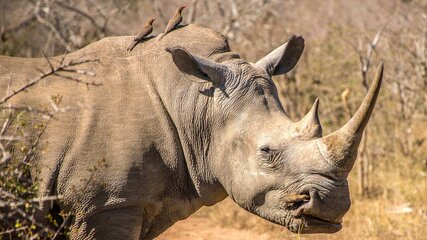 Ein mächtiges, weißes Nashorn steht im Vordergrund, während zwei Vögel auf seinem Rücken sitzen. Der Hintergrund zeigt eine trockene, bushartige Landschaft mit verstreuten Pflanzen und Erde. Das Nashorn scheint ruhig und aufmerksam zu sein.