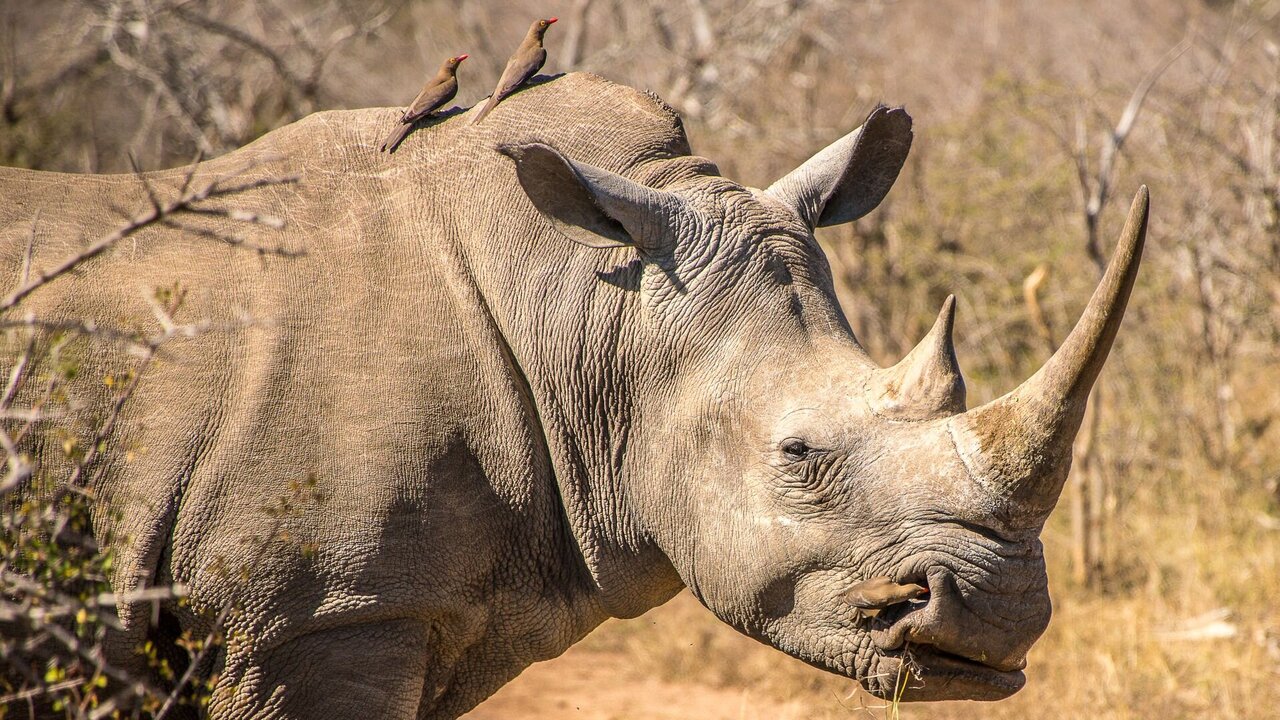 Ein mächtiges, weißes Nashorn steht im Vordergrund, während zwei Vögel auf seinem Rücken sitzen. Der Hintergrund zeigt eine trockene, bushartige Landschaft mit verstreuten Pflanzen und Erde. Das Nashorn scheint ruhig und aufmerksam zu sein.