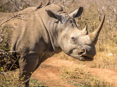 Ein mächtiges, weißes Nashorn steht im Vordergrund, während zwei Vögel auf seinem Rücken sitzen. Der Hintergrund zeigt eine trockene, bushartige Landschaft mit verstreuten Pflanzen und Erde. Das Nashorn scheint ruhig und aufmerksam zu sein.